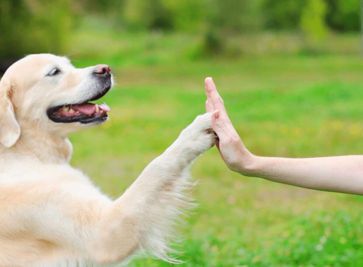 Golden Retriever dog giving paw owner, closeup