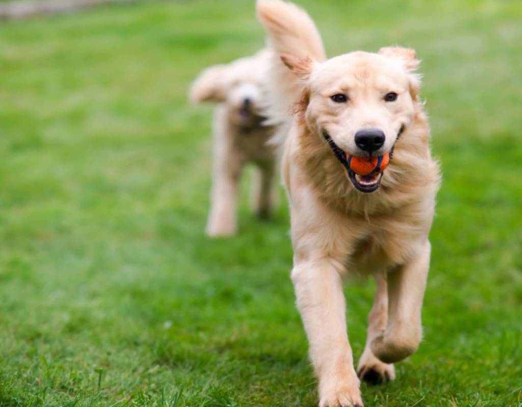 Golden retriever dog