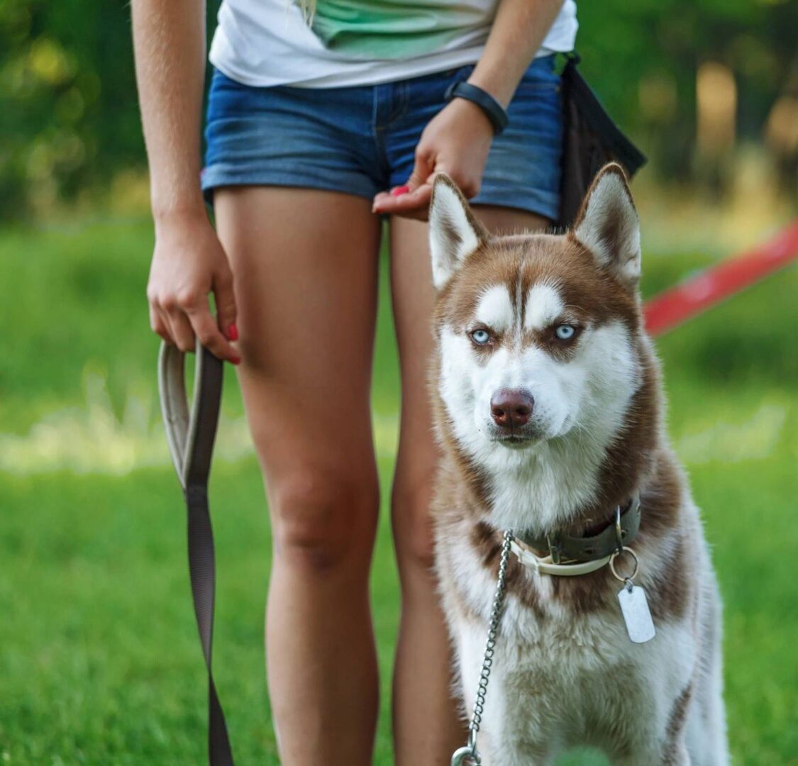 Dog motivational training. Trainer gives the husky a reward