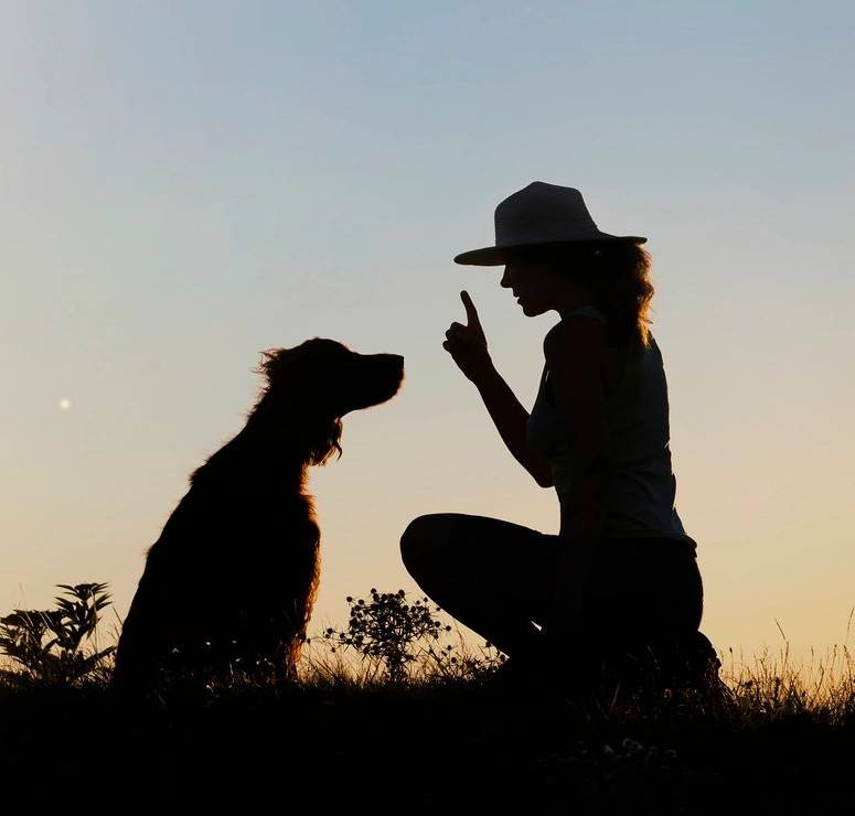 Dog training silhouette