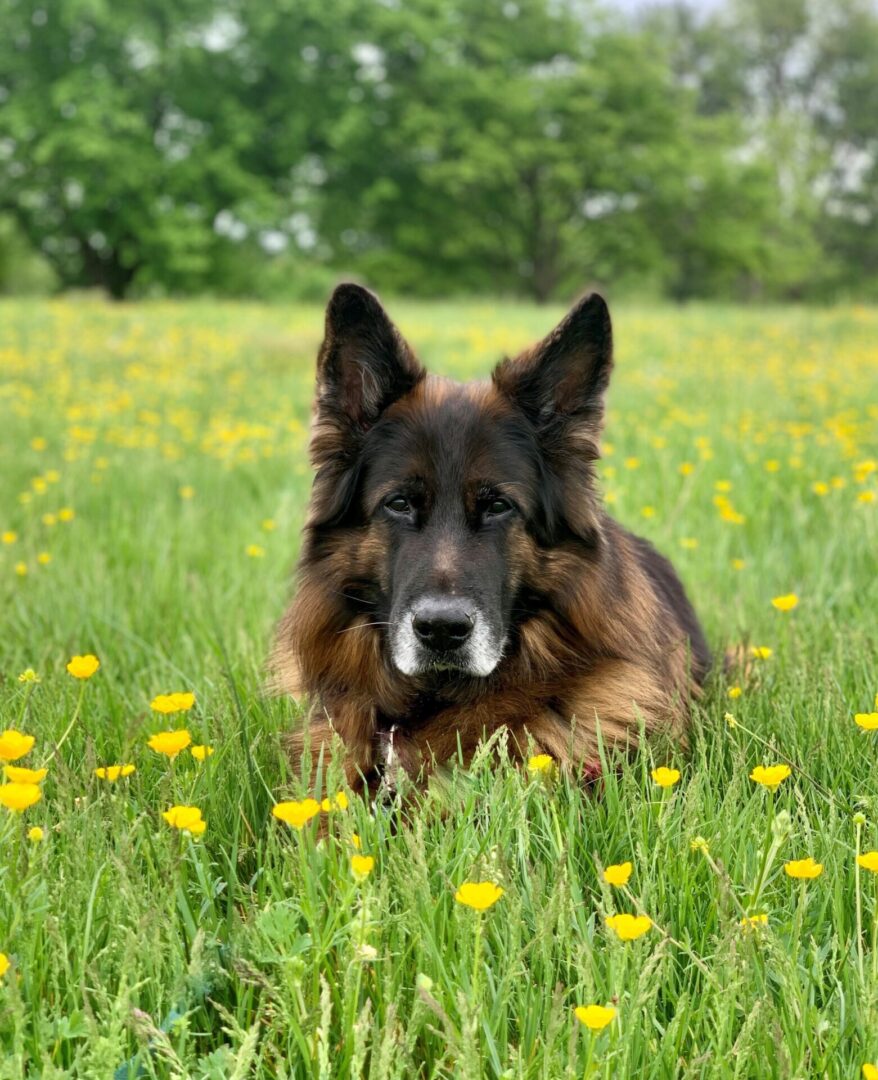 A German Sephered breed dogs