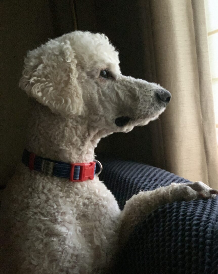 A dog with a red color leash looking out the window