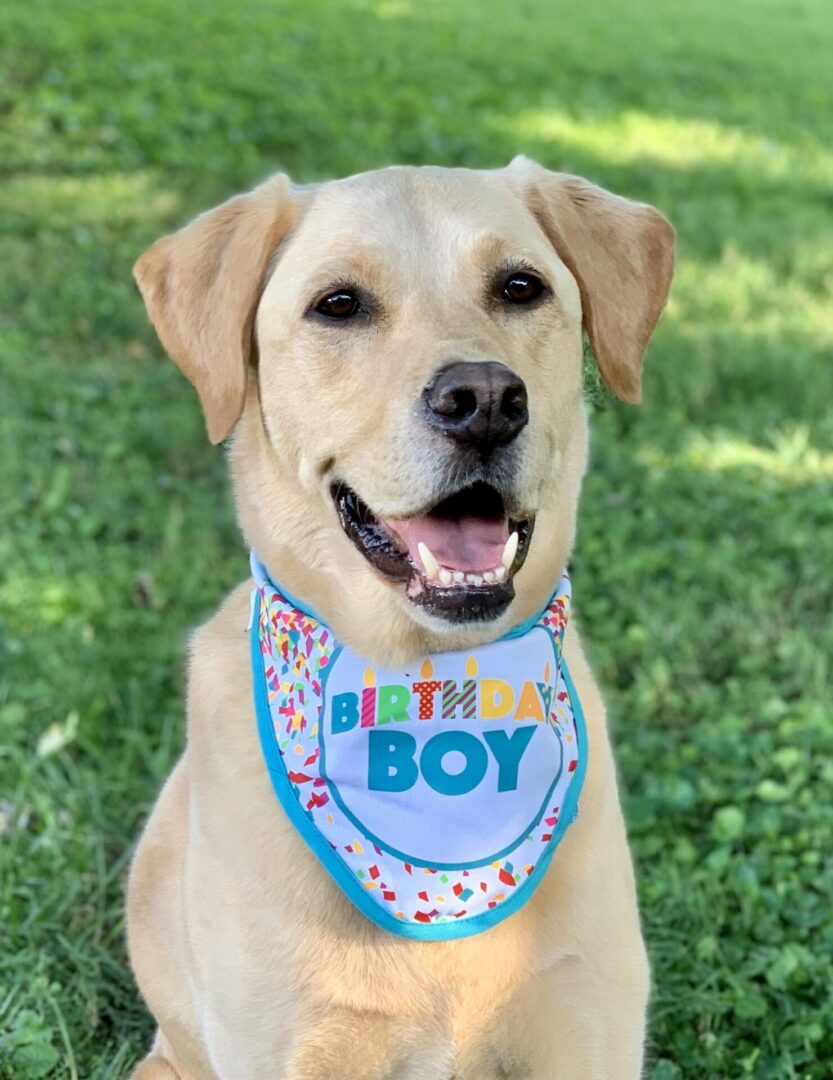 A dog with a birthday boy napkin